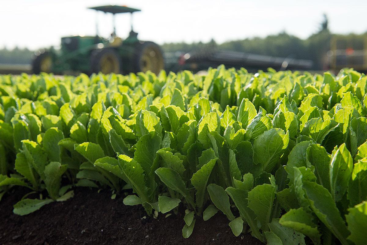 Un projet de 55 M$ pour Vegpro en Montérégie. Crédit : Vegpro