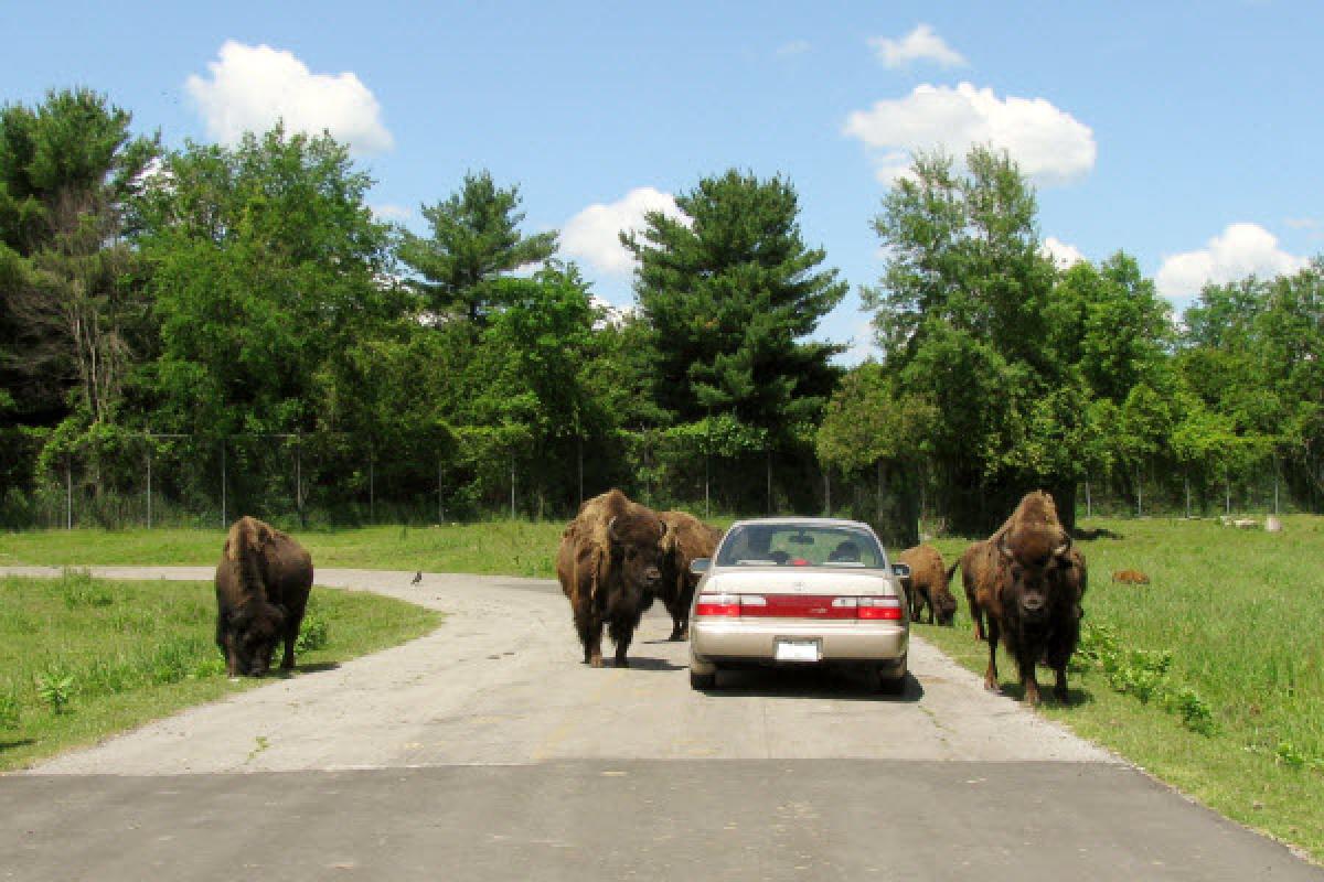 Projet de développement pour le Parc Safari