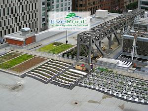 LiveRoof est l’une des technologies utilisées dans le cadre de Culti-Vert