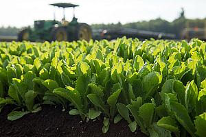 Un projet de 55 M$ pour Vegpro en Montérégie. Crédit : Vegpro